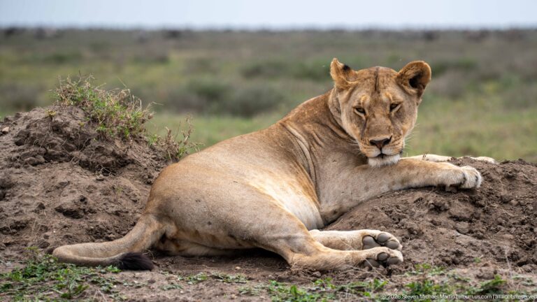 Reclining lioness looking at the camera with one foreleg resting on a dark earthen mound.