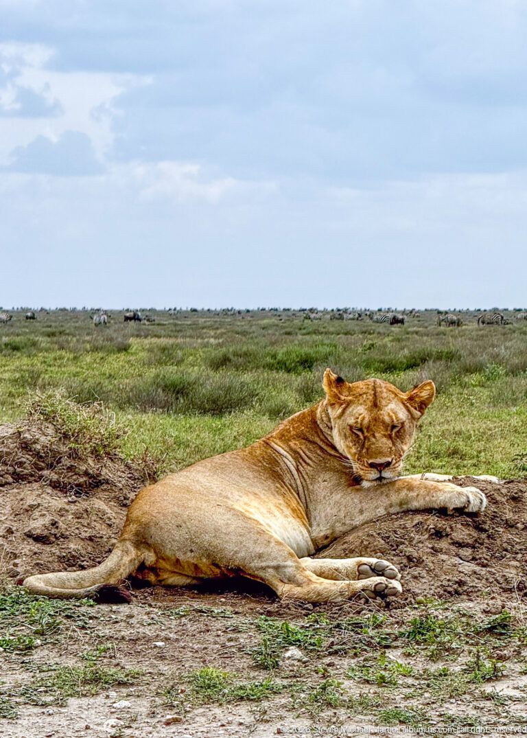 Sleeping lioness stretched on bare ground with eyes closed and distant grazing animals across the plain.