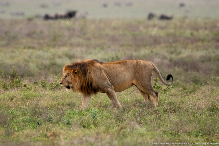 Male lion walking left through low Serengeti vegetation with distant herd animals blurred behind.