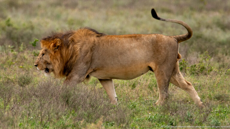 Male lion walking in profile through short grass with his black-tipped tail raised and curved upward.