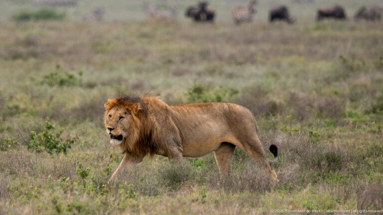 Full-body male lion walking through low grassland with blurred wildebeest scattered in the distance.