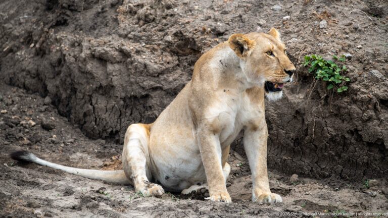Seated lioness looking right beside an eroded soil bank, with tail stretched along the ground.