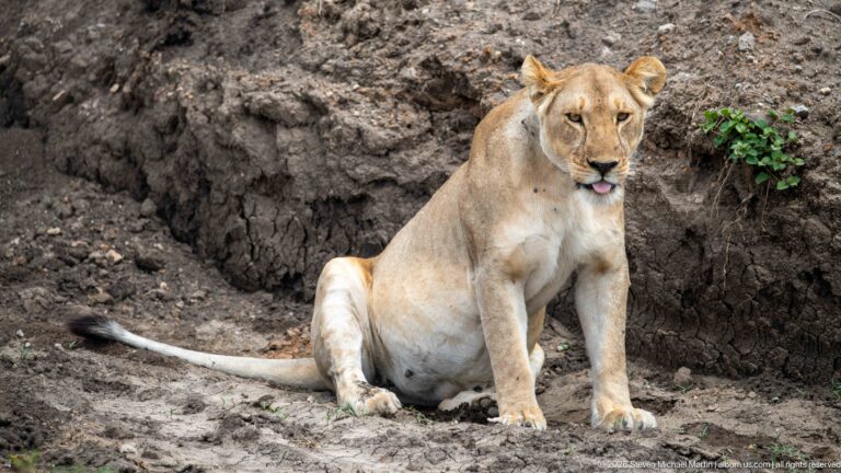 Seated lioness facing the camera on bare ground with tongue visible and tail extended behind.