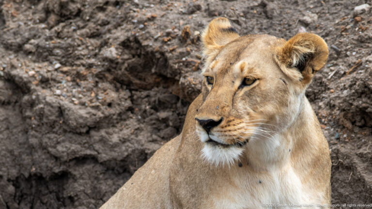 Close portrait of an alert lioness looking left, with rounded ears and pale muzzle against an earthen background.