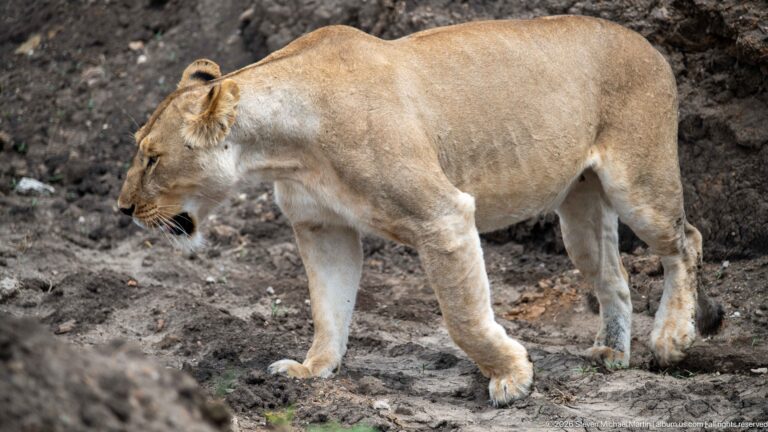 Adult lioness walking left across bare uneven soil with one forepaw raised mid-step.