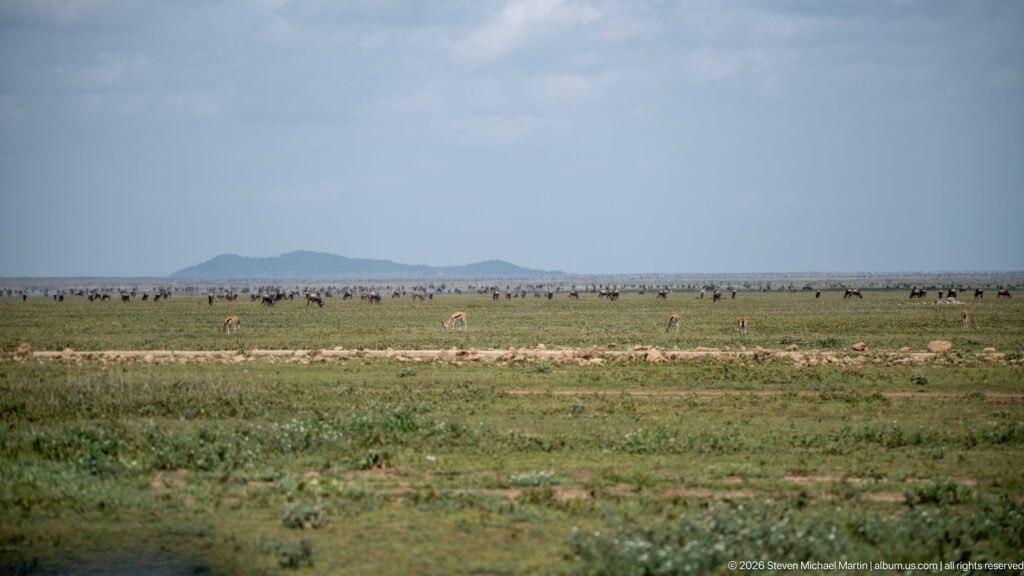 Vast green Serengeti plain with tiny dispersed herds, pale tracks, and low blue hills on the horizon.