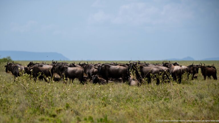 Dense herd of blue wildebeest standing and grazing across open grassland beneath a pale blue sky.