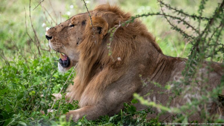 Male lion resting upright in green thorny vegetation with head raised and mouth open.