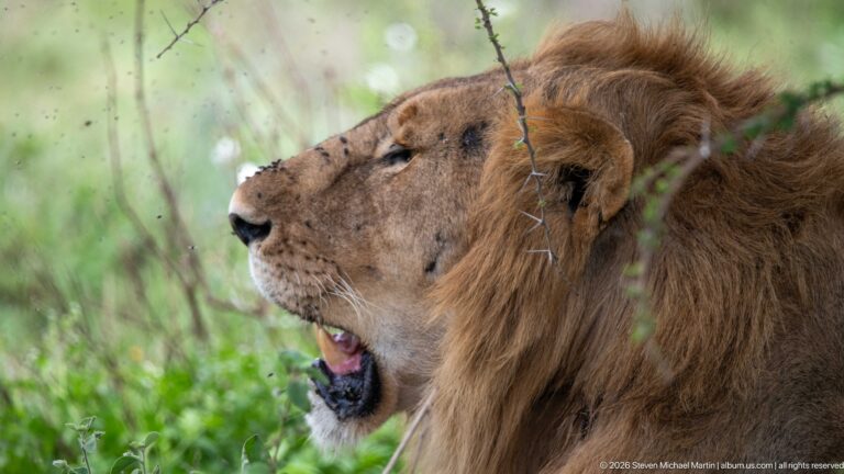 Side-profile male lion panting with mouth open beneath a thin thorn branch in green vegetation.