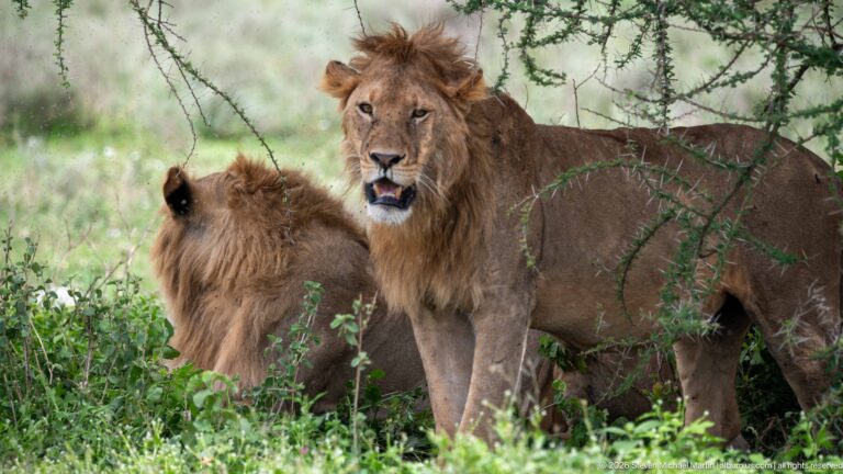 Two male lions beneath thorn branches, one standing and facing the camera while the other turns away.
