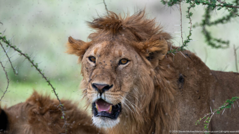 Close frontal portrait of a male lion panting beneath thorn branches, with flies visible on his face.
