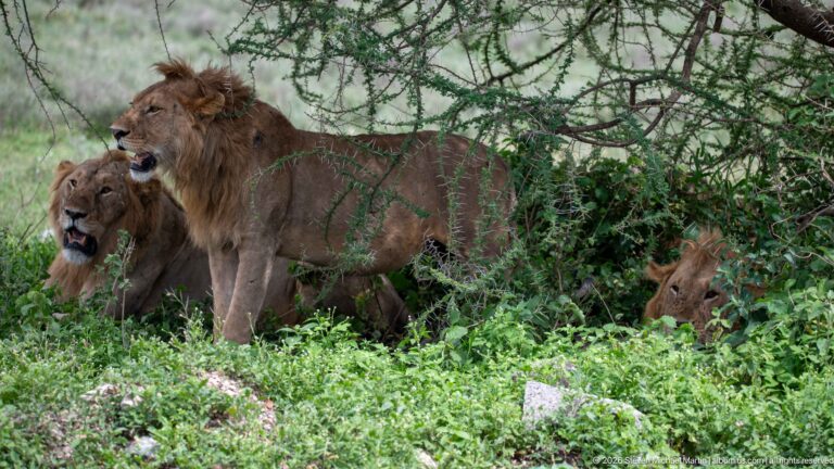 Several lions, including two maned males, resting beneath thorny branches amid dense green vegetation.