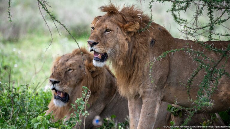 Two male lions beneath thorn branches looking in the same direction with mouths open, one positioned higher than the other.
