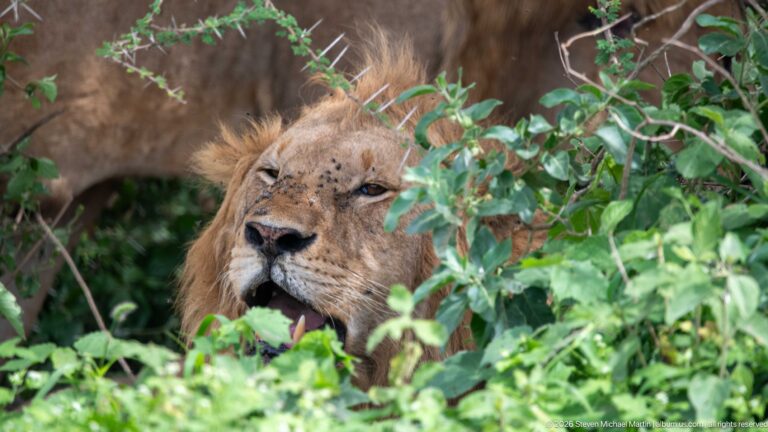 Male lion peering through dense green leaves with mouth open and small flies visible around his face.