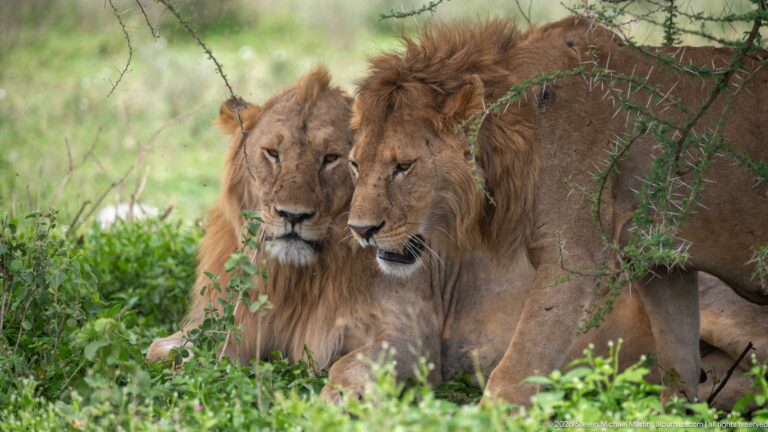 Two male lions resting side by side in green vegetation beneath thorn branches, one body extending forward.