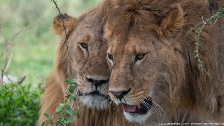 Close view of two male lions resting shoulder to shoulder, their faces nearly aligned among sparse green stems.