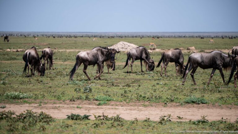 Wildebeest grazing and walking beside a pale dirt track, with a much larger herd spread across the distant plain.