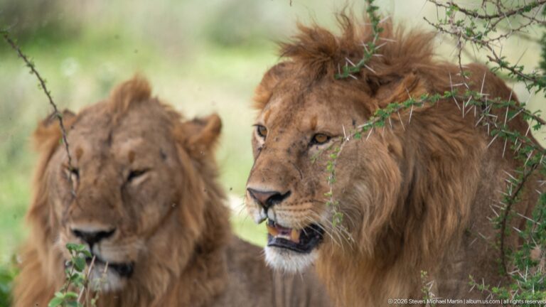 Two maned male lions resting together beneath thorn branches, the nearer lion alert and partly crossed by a branch.