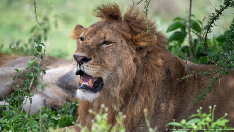 Male lion resting among thorny shrubs with mouth open and tongue visible, another lion blurred behind.
