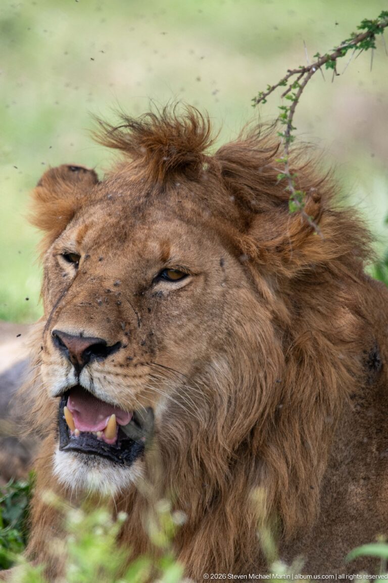 Close portrait of a male lion panting with half-closed eyes and small flies visible on his face.