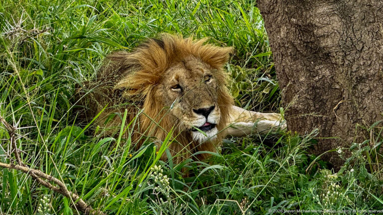 Maned male lion resting in dense green grass beside a large rough-barked tree trunk.