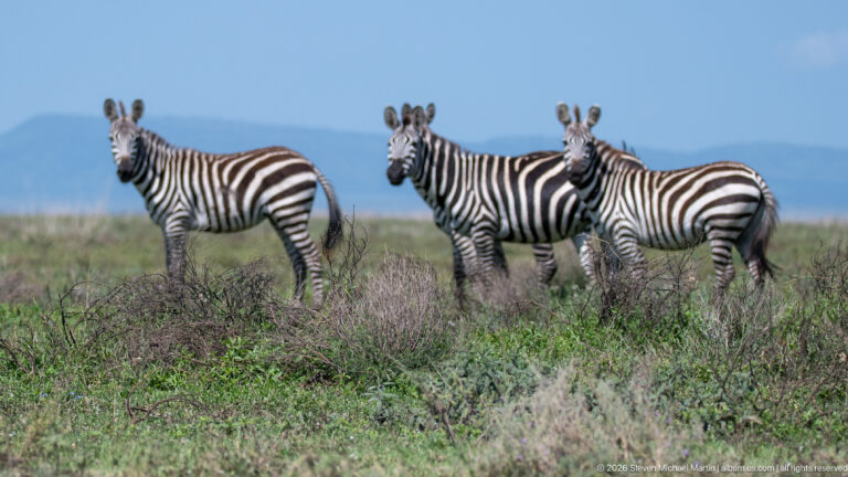 Three plains zebras standing alert in low open grassland with a blue-gray horizon behind them.
