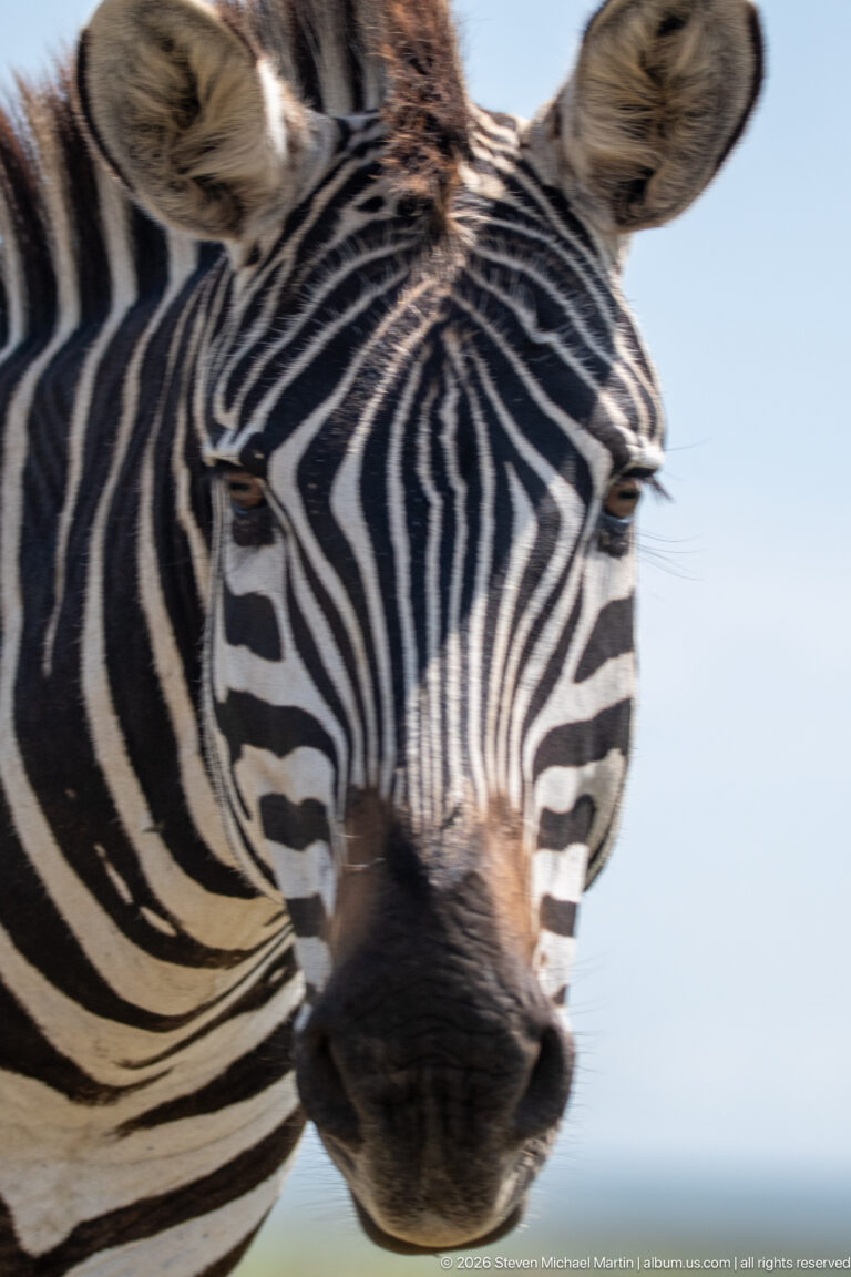 Extreme close-up of a plains zebra face and dark muzzle, with radiating black-and-white stripes filling the frame.