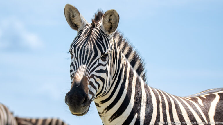 Head-and-shoulders portrait of an alert plains zebra facing forward against a pale blue sky.