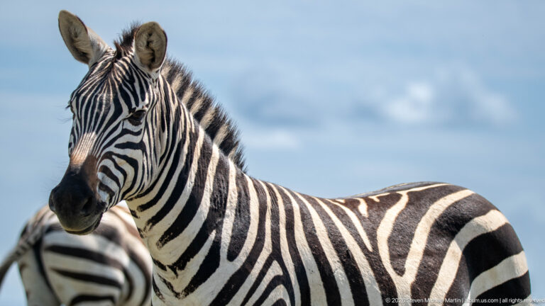 Three-quarter view of a plains zebra with erect mane and bold body stripes against blue sky and soft clouds.