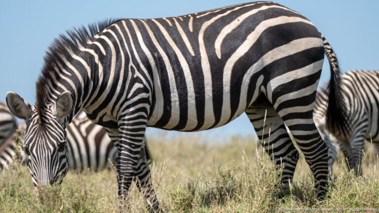 Plains zebra grazing with head lowered in short grass while parts of other zebras appear around it.