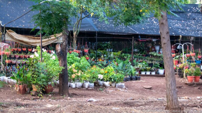 Shaded roadside plant nursery with rows of potted ornamentals, hanging baskets and trees.