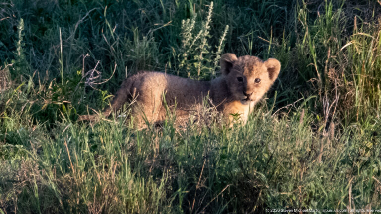 Young lion cub sitting alone in tall grass and looking directly toward the camera.