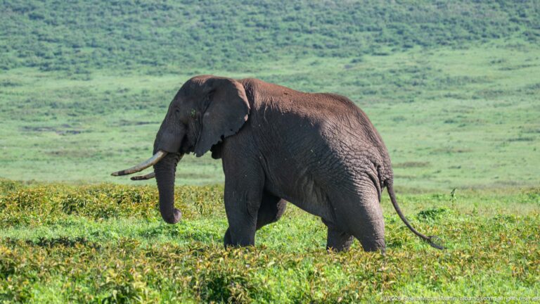 Side profile of an African bush elephant walking through green vegetation with a crater slope behind.