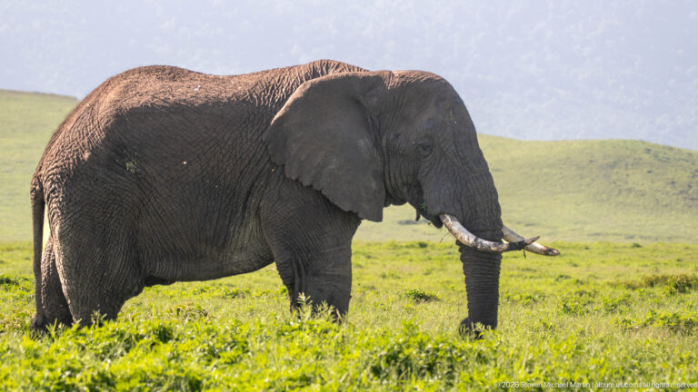 Close side view of a tusked African bush elephant standing in bright green grass.