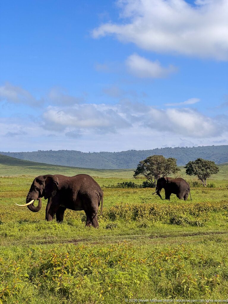 Several African bush elephants walking through low vegetation with scattered trees and open sky behind.