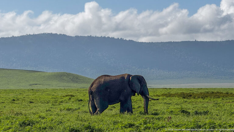 African bush elephant walking across green grassland below the forested wall of Ngorongoro Crater.