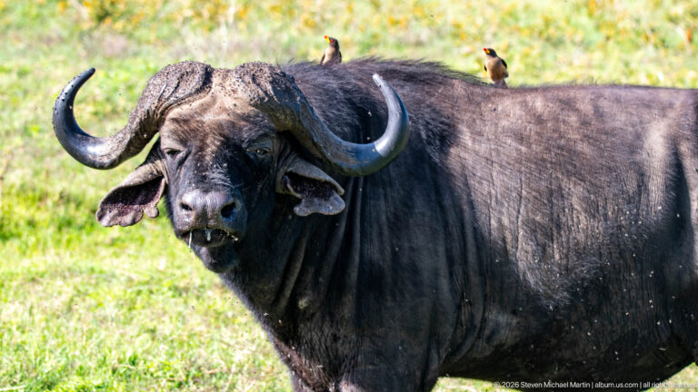 African buffalo standing in grass with two oxpeckers perched on its back.