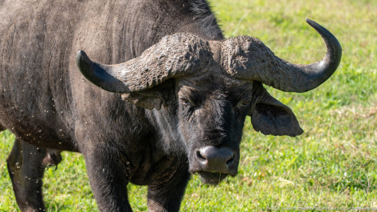 Close frontal view of an adult African buffalo with massive curved horns and dark coat.