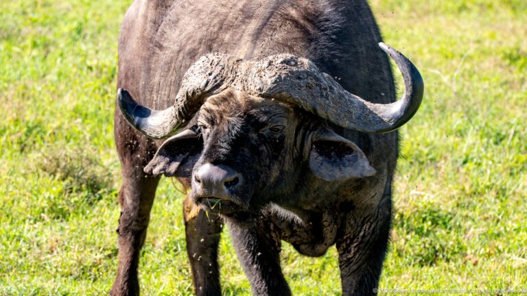 African buffalo facing forward while grazing, with grass hanging from its mouth.