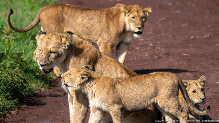 Several lionesses standing and sitting together along the grassy edge of a red road.