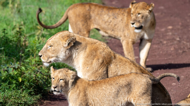 Three lionesses grouped beside green vegetation at the edge of a red road.