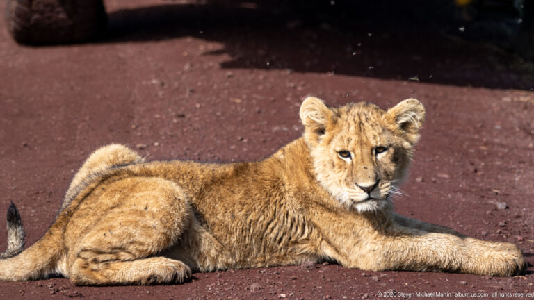 Young lion cub reclining alone on a red dirt road with forelegs stretched forward.