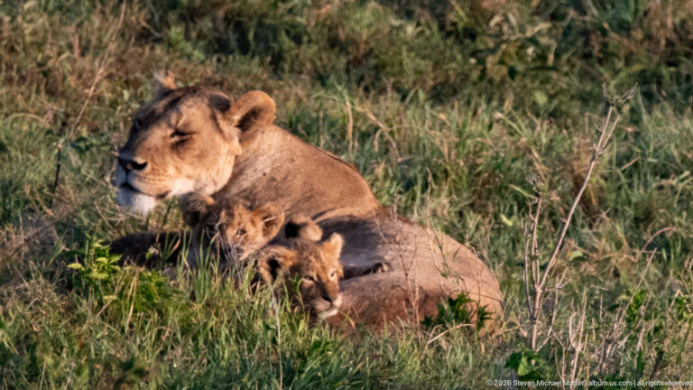 Seated lioness in profile with two lion cubs nestled against her in tall green grass.