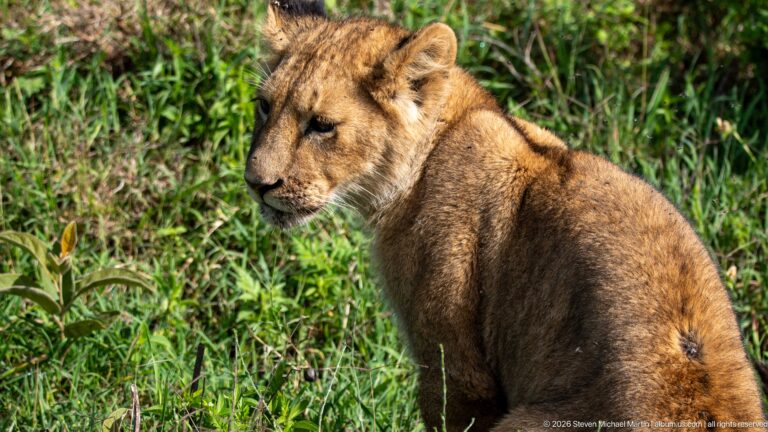 Lion cub sitting upright in sunlit green grass and looking to the side.