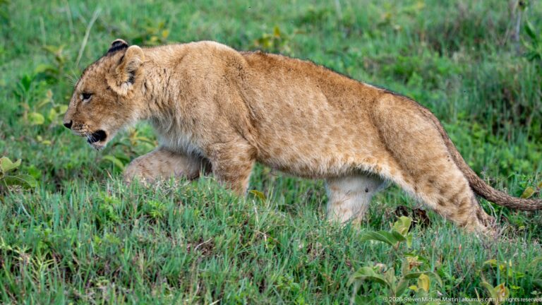 Young lion cub bounding through low green grass with one forepaw raised.