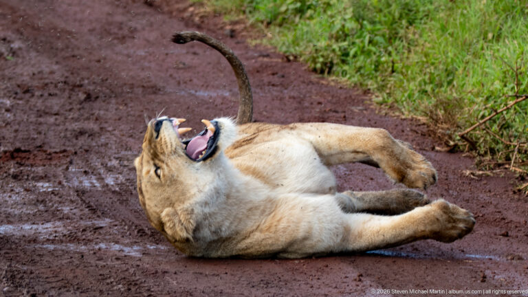 Lioness lying on her side with mouth wide open and tail arched upward.