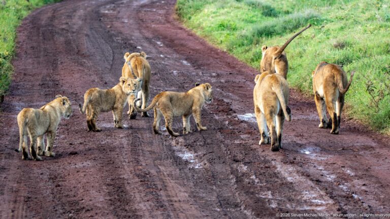 Lionesses and cubs spread across a muddy red road, walking and pausing in different directions.