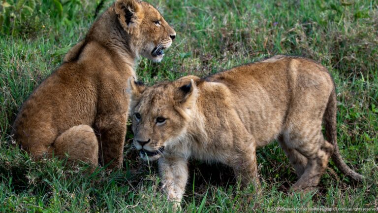 Two lion cubs together in grass, one standing and one sitting behind.
