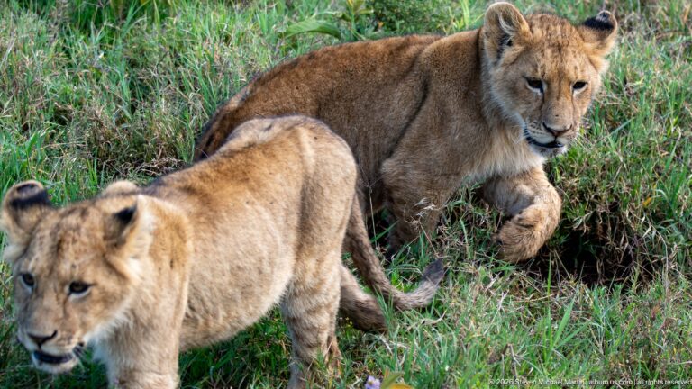 Two lion cubs walking through green grass, one crossing in front of the other.