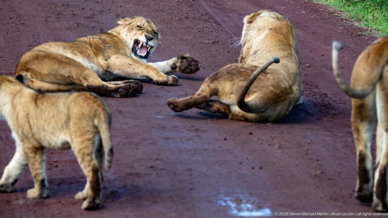 Several lions resting on a red road, including one reclining with its mouth open.